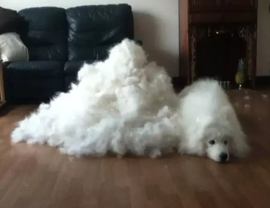 Samoyed lying on the floor beside a pile of foam