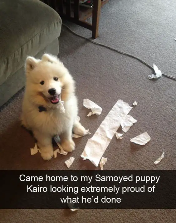 Samoyed sitting on the floor with torn tissue paper and a text 