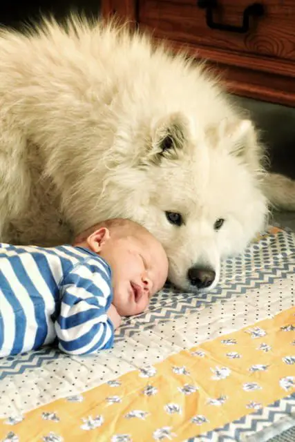 Samoyed lying on the floor with a baby