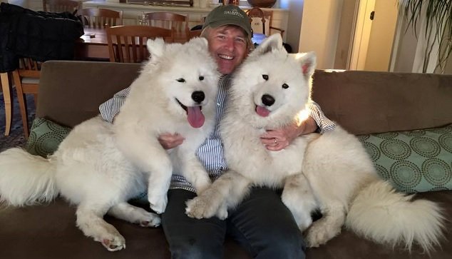 owning a samoyed