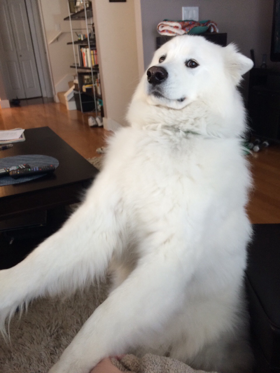 Samoyed Dog standing up