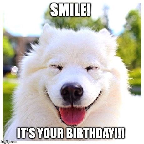 smiling Samoyed Dog with its eyes close photo with a text 