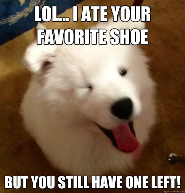 Samoyed Dog sitting on the floor while winking photo with a text 