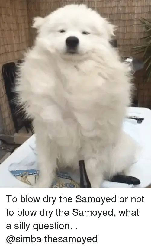 blow drying a Samoyed Dog sitting on the table photo with a caption 