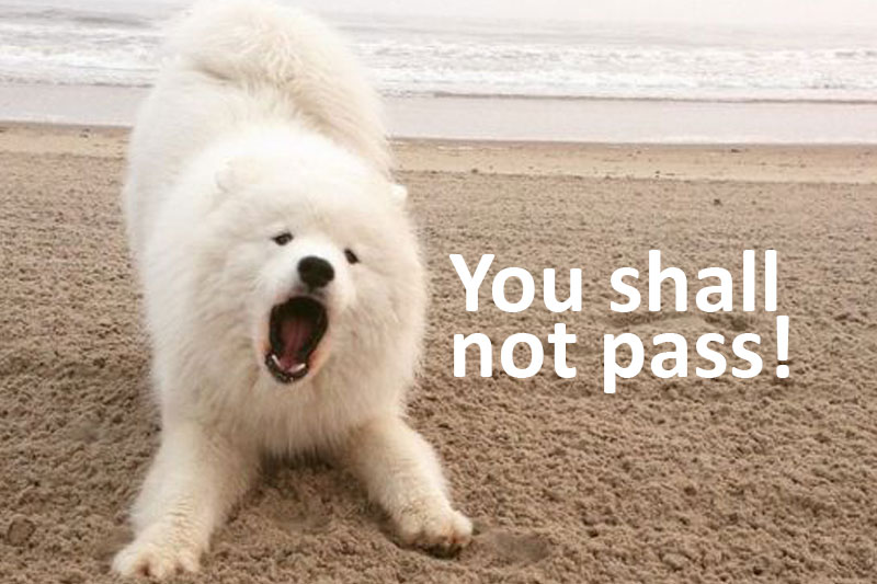 Samoyed Dog bow playing by the beach photo with a text 