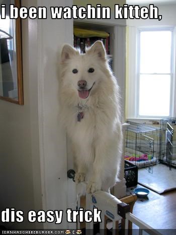 Samoyed Dog sitting on top of the baby fence photo with a text 
