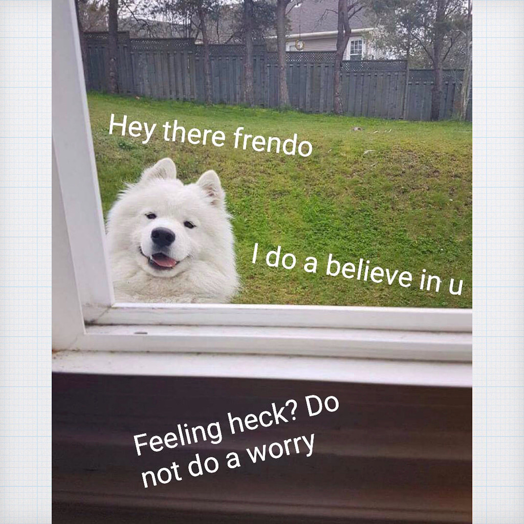 Samoyed Dog in the yard peeking by the glass window with texts 