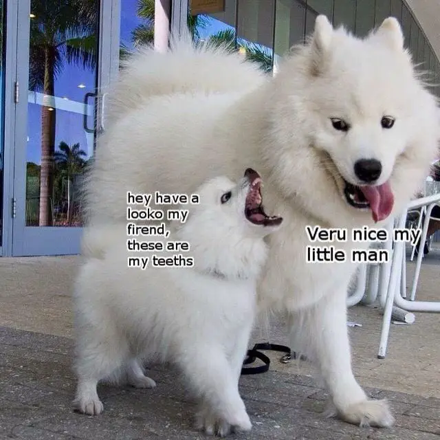 Samoyed Dog adult standing next to a puppy with its mouth wide open saying 