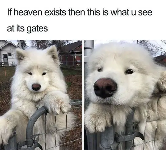 Samoyed Dog standing behind the fence photos with caption 
