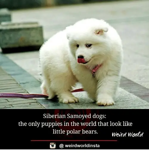 Samoyed Dog walking on the pavement while licking its mouth with caption 