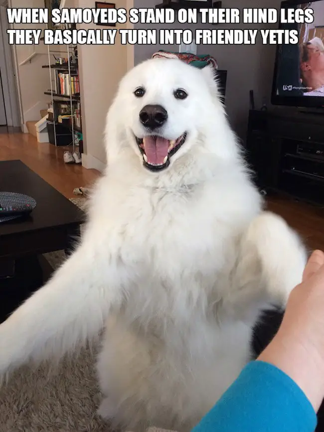 a happy standing up Samoyed Dog photo with a text 