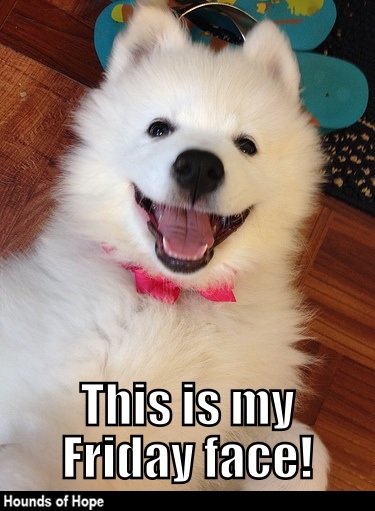Samoyed Dog lying on its back while smiling photo with a text 