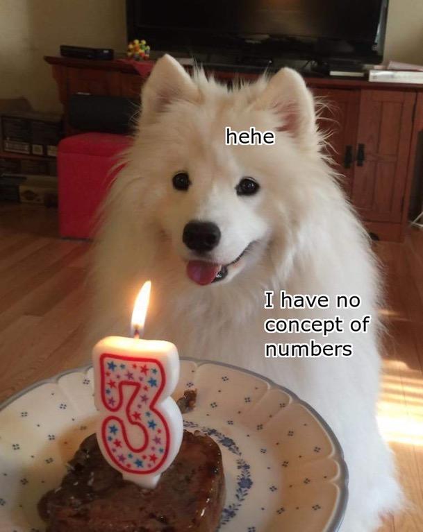 Samoyed Dog sitting behind the plate with a cake with number 3 lit candle photo with texts 