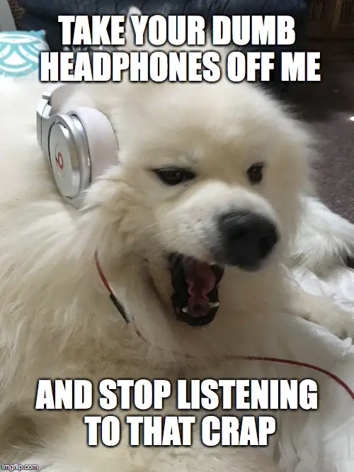 Samoyed Dog wearing headphones with its mouth wide open photo with text 