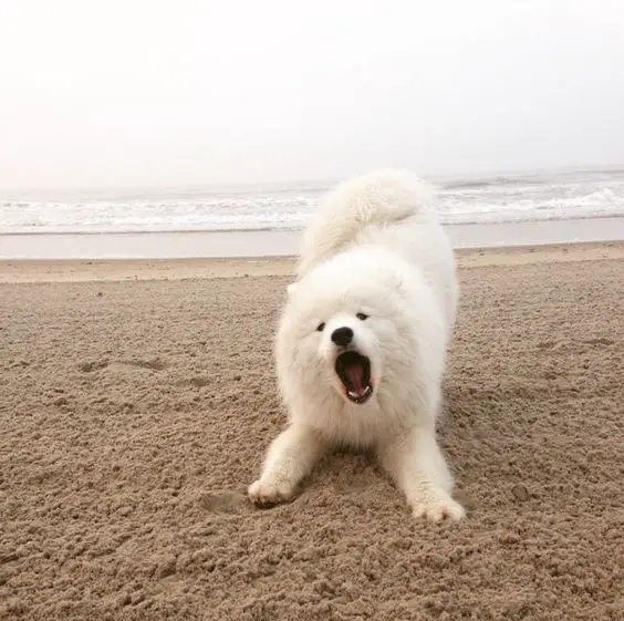 Samoyed barking at the beach