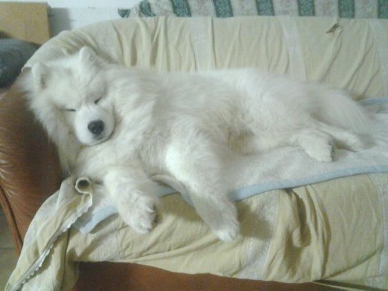 Samoyed dog sleeping on the couch