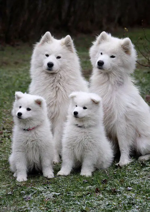 Samoyed adult dogs and puppy sitting on the grass