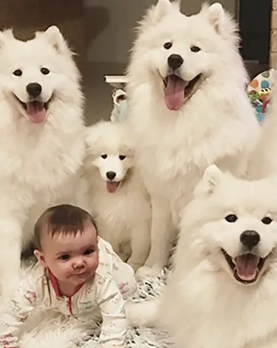 crawling little baby surrounded by Samoyed dogs