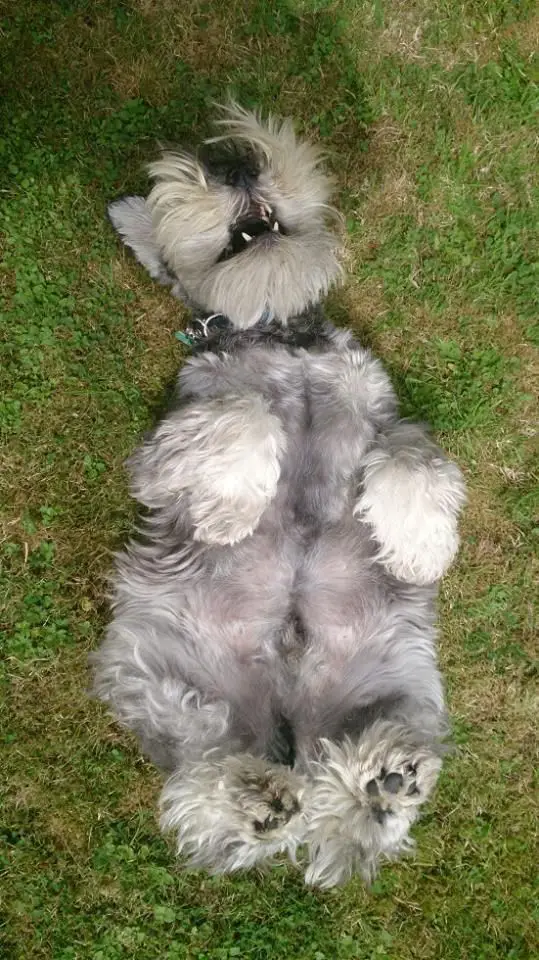 Schnauzer puppy lying on its back in the green grass