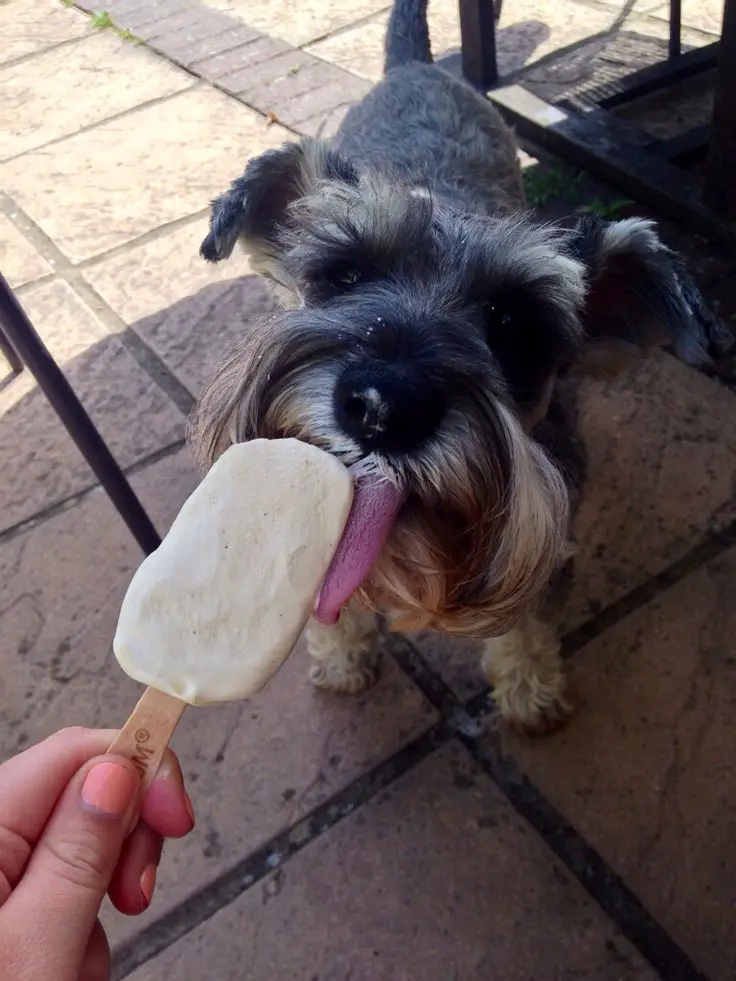 Schnauzer dog licking an icecream