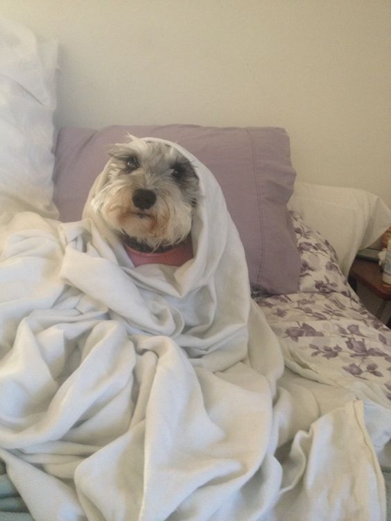 cute Schnauzer puppy sitting on the bed while wrapped in white blanket
