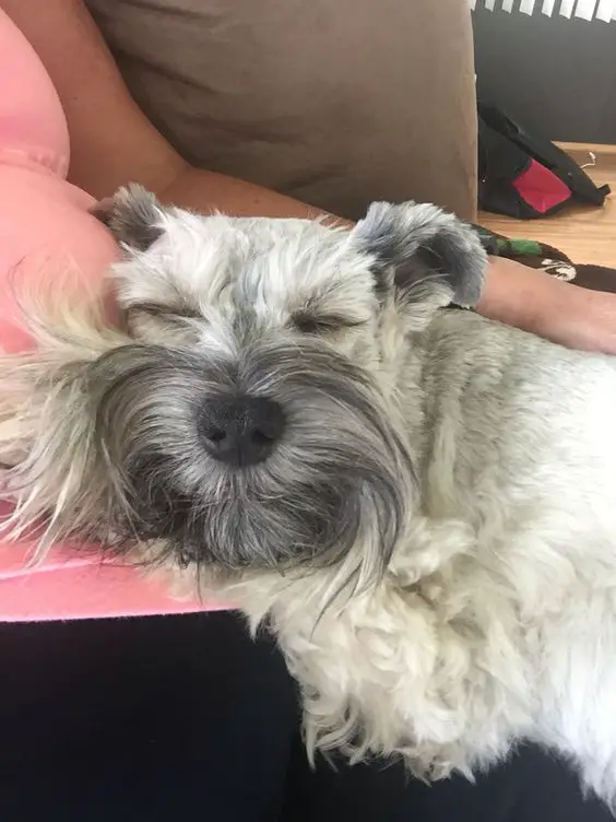 adorable dog sleeping beside its owner