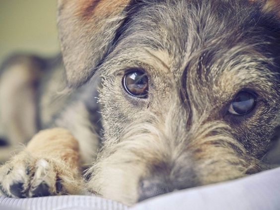 close up photo of Schnauzer puppy with adorable eyes