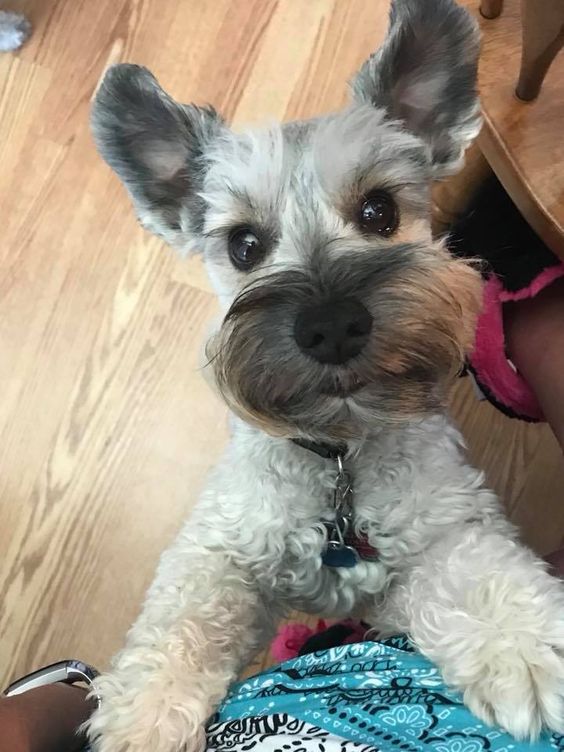 cute Schnauzer begging for food under the table