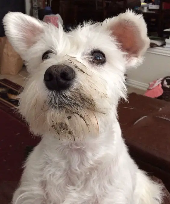 white Schnauzer with dirt on its mouth