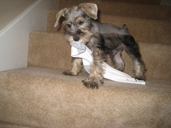 Schnauzer puppy with tissue paper on its mouth