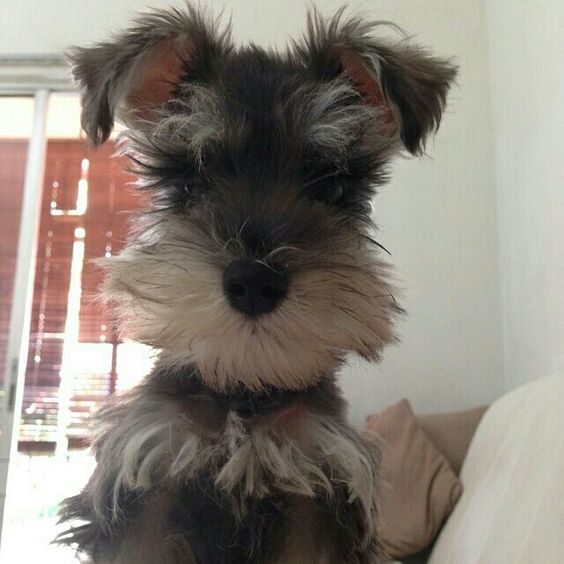 Schnauzer puppy sitting on a couch