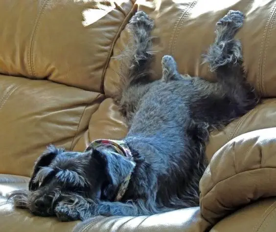 black Schnauzer puppy sleeping on the couch in weird position