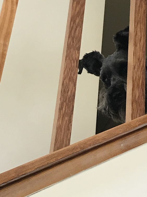 black Schnauzer dog peeking from upstairs