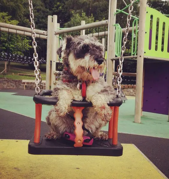 Schnauzer dog happy in swing