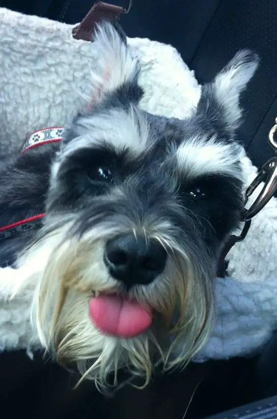Schnauzer dog's face with its tongue sticking out