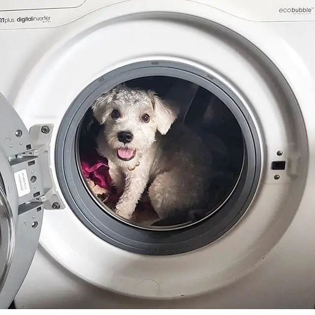 Schnauzer puppy inside the washing machine
