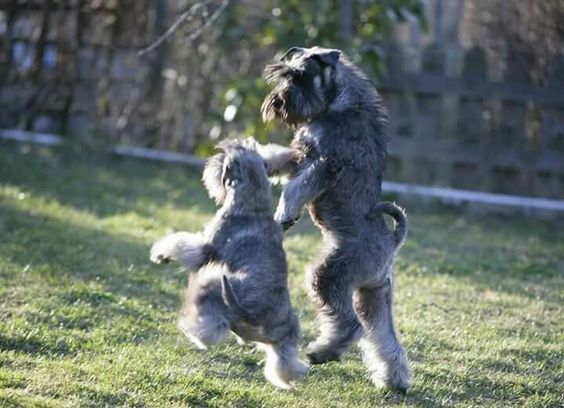 Schnauzer dog and puppy dancing in the garden