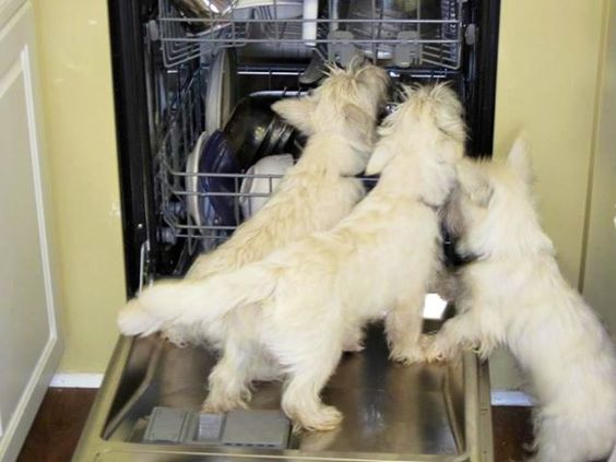 three white Schnauzer licking the plates in the dishwasher