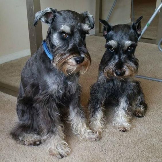 two Schnauzer with suspicious look while sitting on the floor