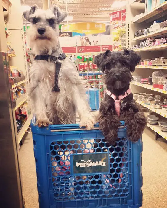 two Schnauzer dogs standing inside a push cart at the grocery store