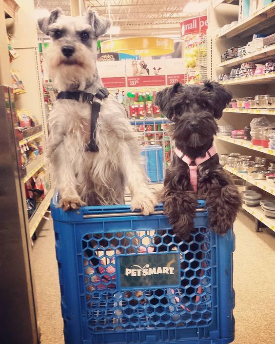 two Schnauzer dogs standing inside a push cart at the grocery store