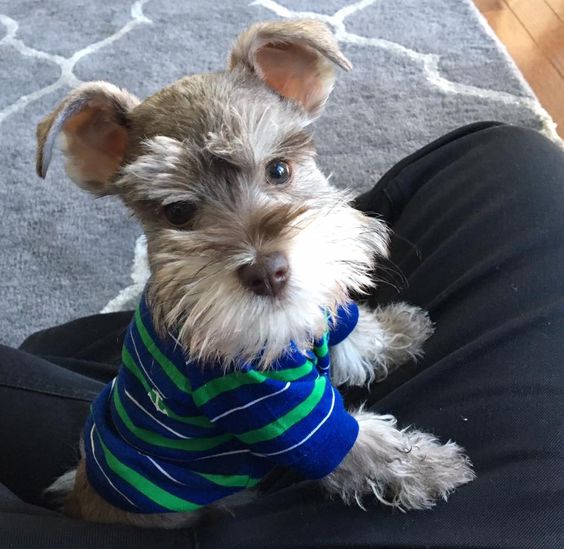 Schnauzer puppy in lap