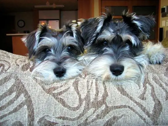 two Schnauzer faces in the couch while staring