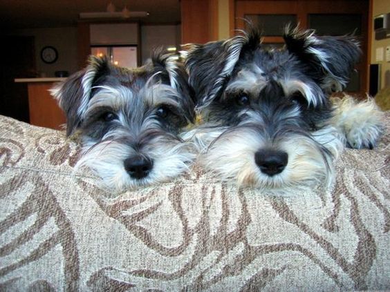 two Schnauzer faces in the couch while staring