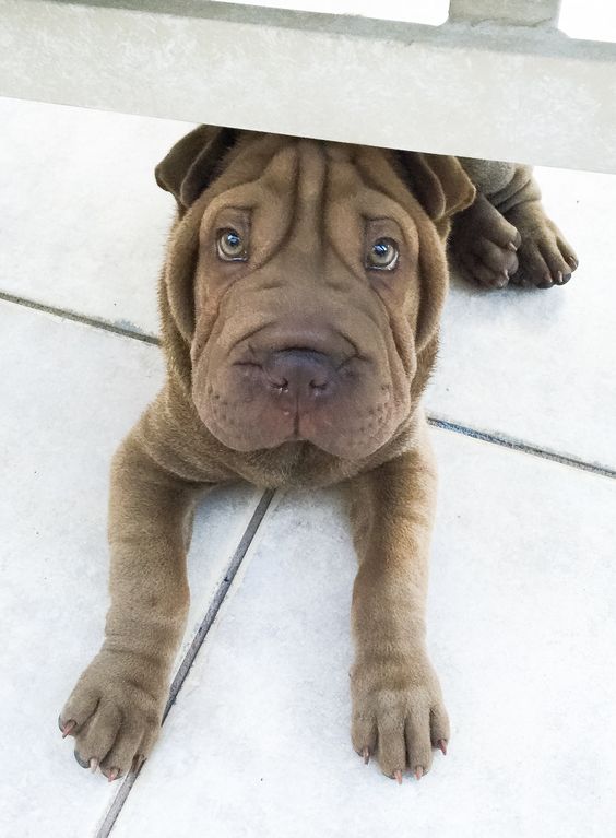 Shar Pei lying on the floor with its begging face