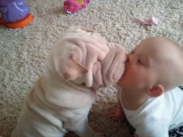 Shar Pei puppy kissing a baby
