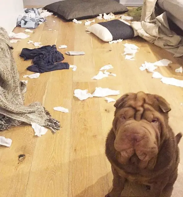 Shar Pei sitting on the floor with torn pieces of tissue paper, pillows, and blankets.