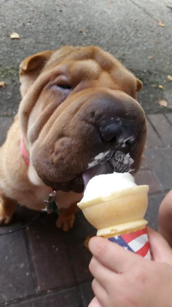 Shar Pei licking ice cream