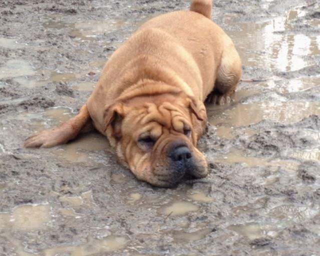 Shar Pei lying down in the mud
