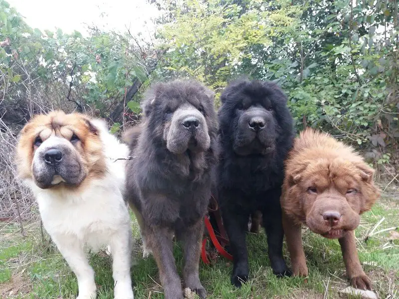 four Shar Peis in the forest